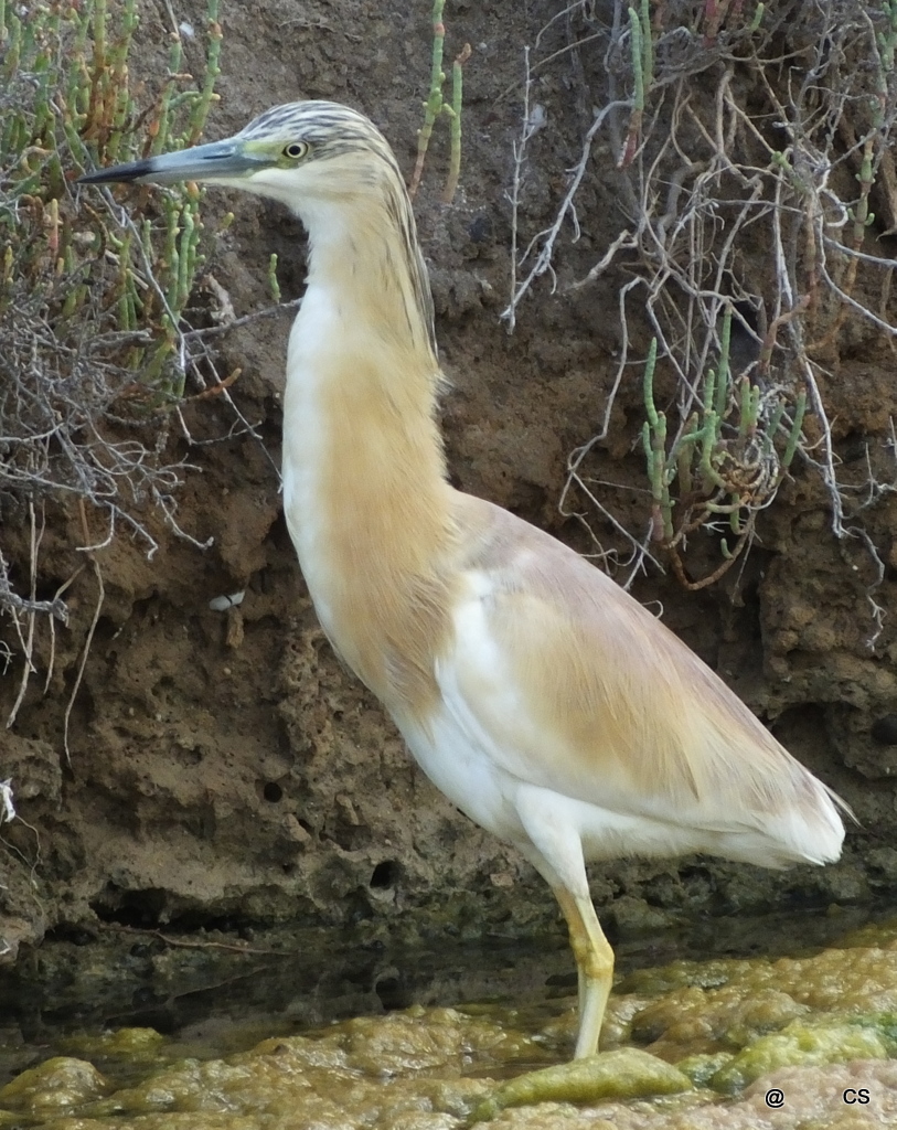 Garza dal ciuffo: vigilanza elegante in bianco-avorio e sfondo terroso