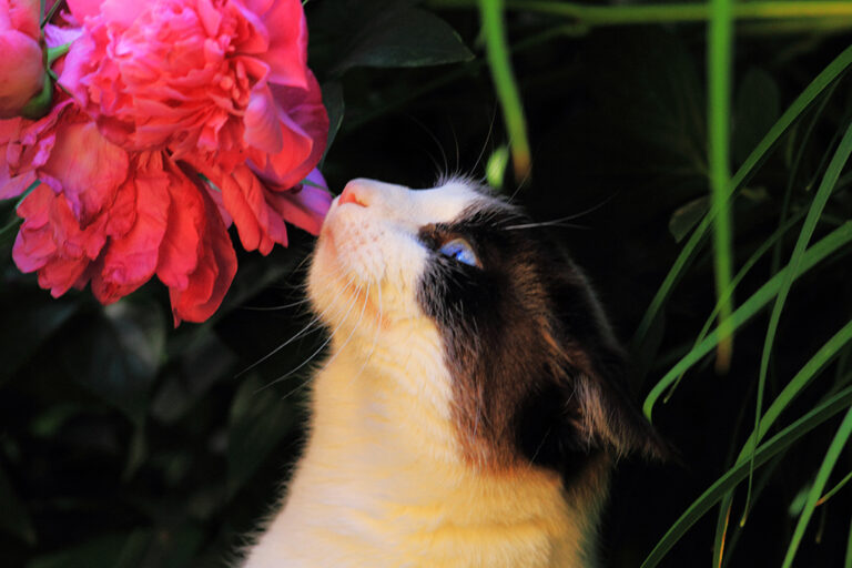 Tenerezza felina e fiore rosso: ritratto ambientato dal contrasto dolce