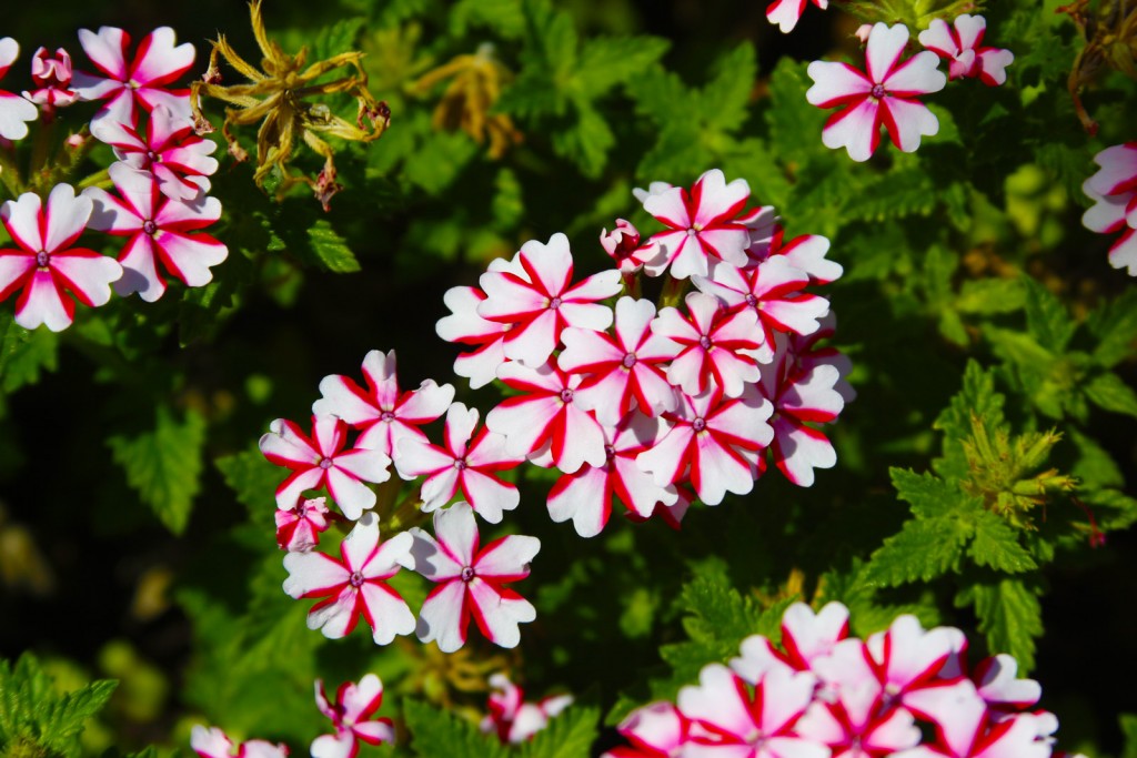Fiori vibranti: grinta cromatica, texture nitida e ritmo visivo in primo piano