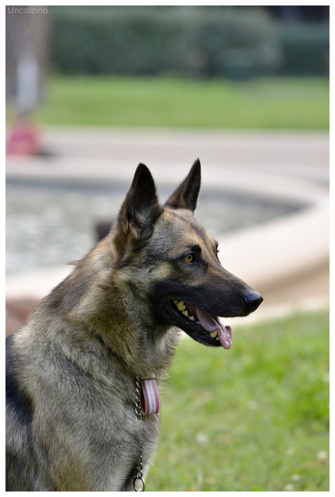 Ritratto sereno: un cane al profilo in luce neutra e sfondo sfumato