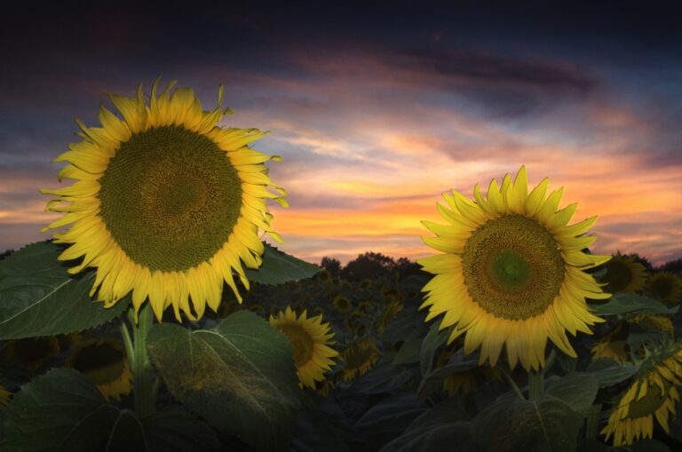 Girasoli al crepuscolo: quiete e tensione cromatica tra petali dorati e cielo velluto