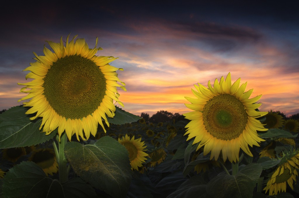 Girasoli al crepuscolo: quiete e tensione cromatica tra petali dorati e cielo velluto