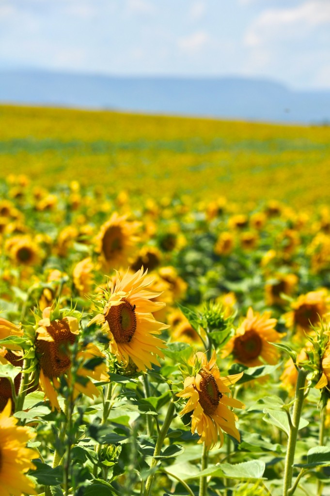 Girasoli dorati e luce estiva: profondità e calore in primo piano
