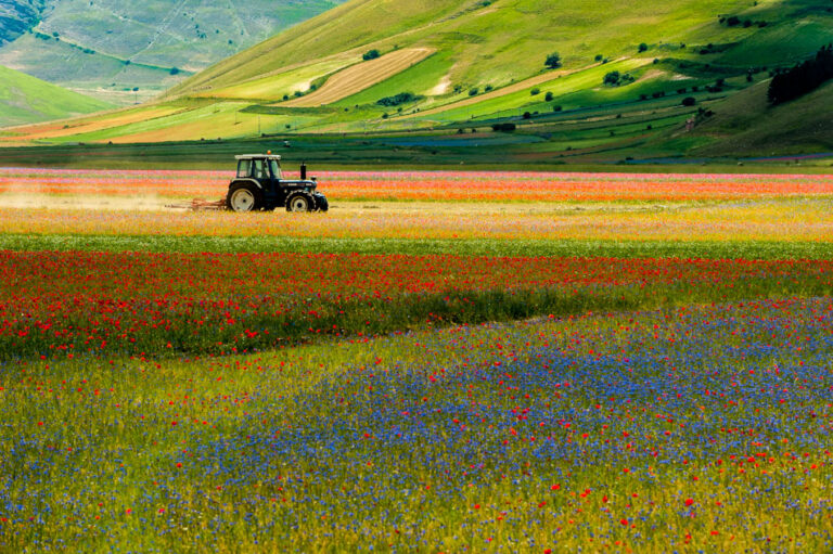 Castelluccio in tulipani: ritmo, colore e quiete tra colline e aratro