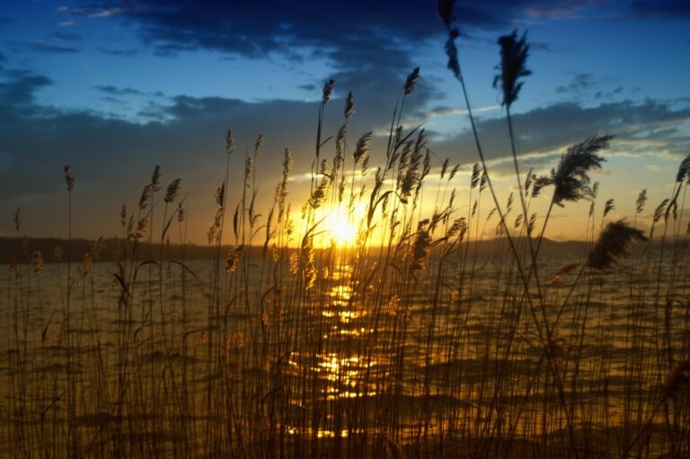 Tramonto dorato tra erba e acque: quiete e profondità visiva