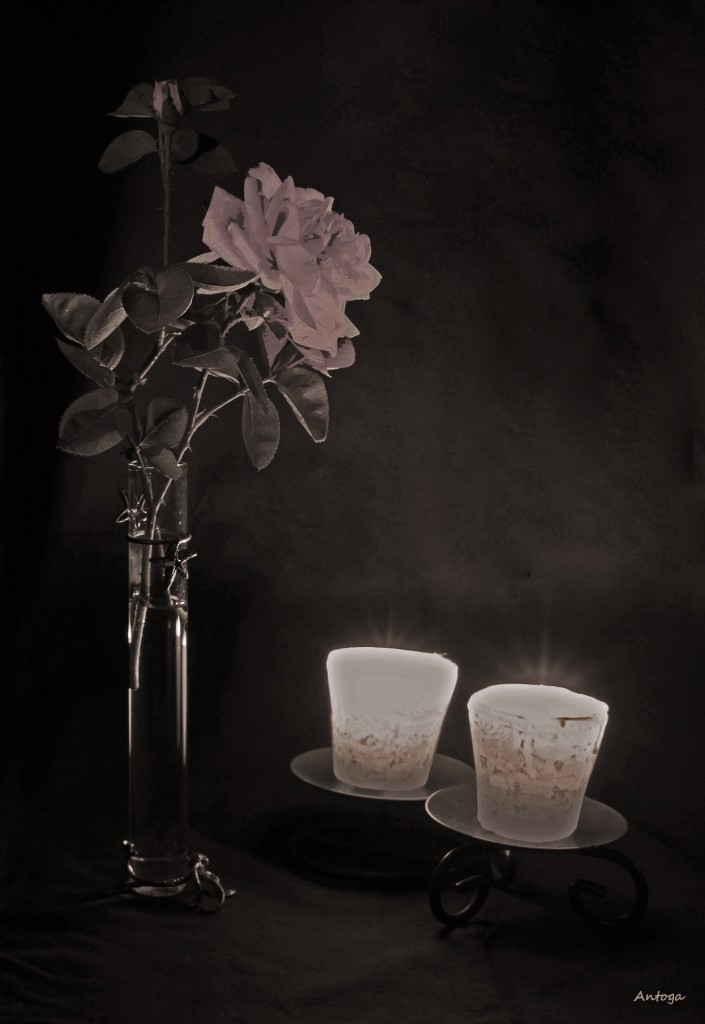 Rosa in primo piano: quiete meditativa tra fiamme e vetro cremoso