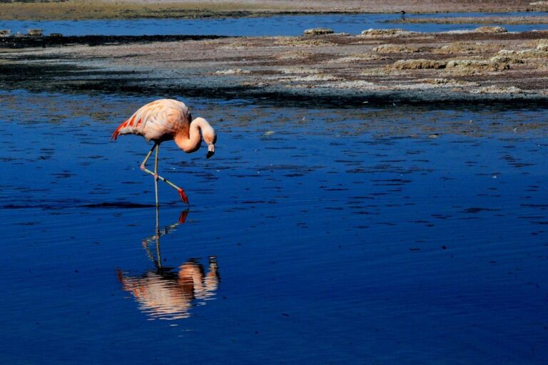 Fenicottero in perlustrazione: quiete riflessa tra rosa e azzurro sull’acqua