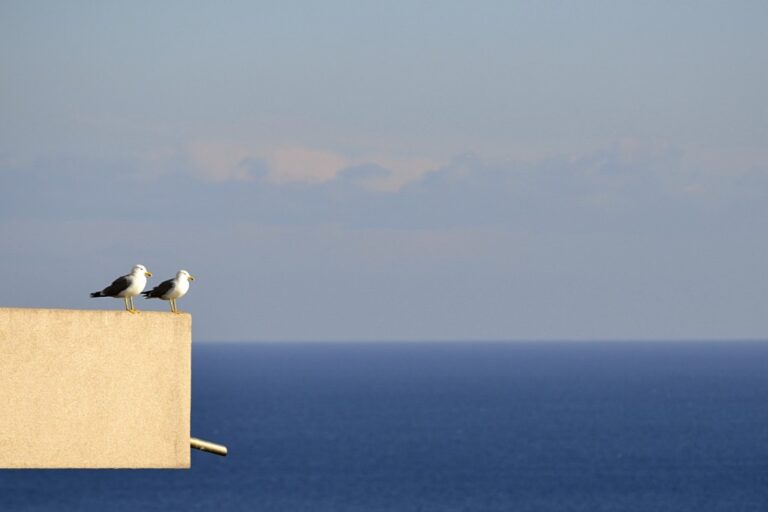 Vedetta sospesa tra cielo e mare: dialogo tra parapetto, gabbiani e orizzonte