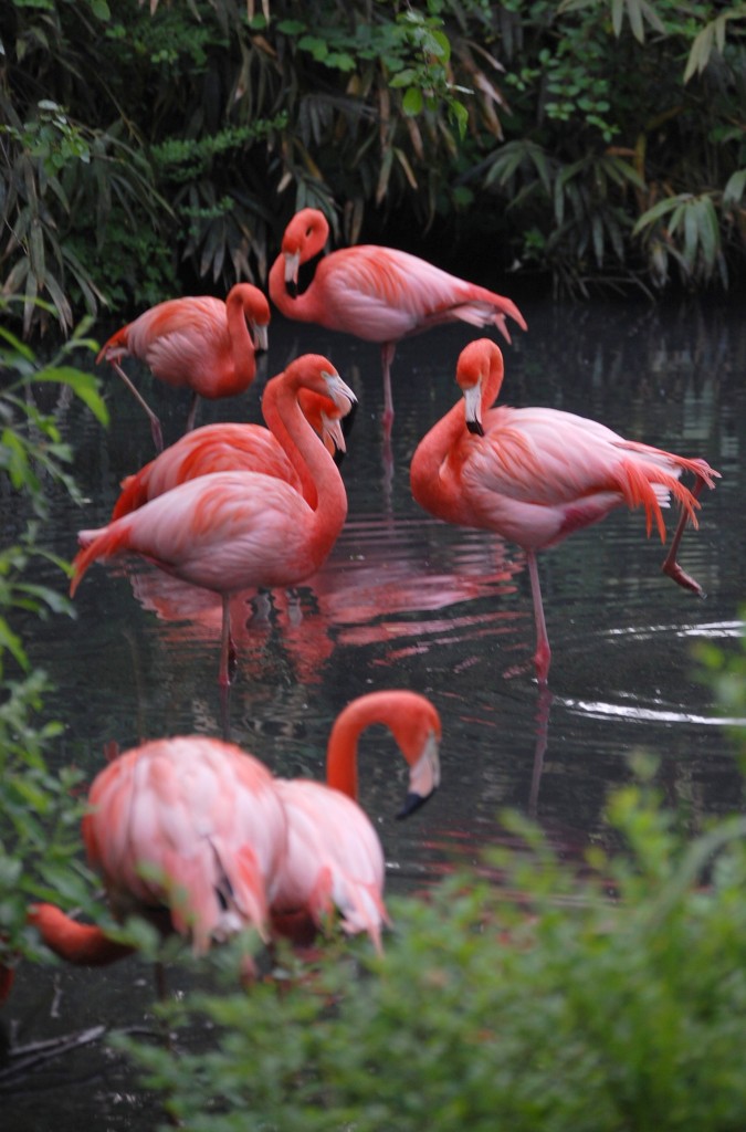 Aironi rosa: armonia cromatica e quieta dinamicità su sfondo d’acqua e canneto