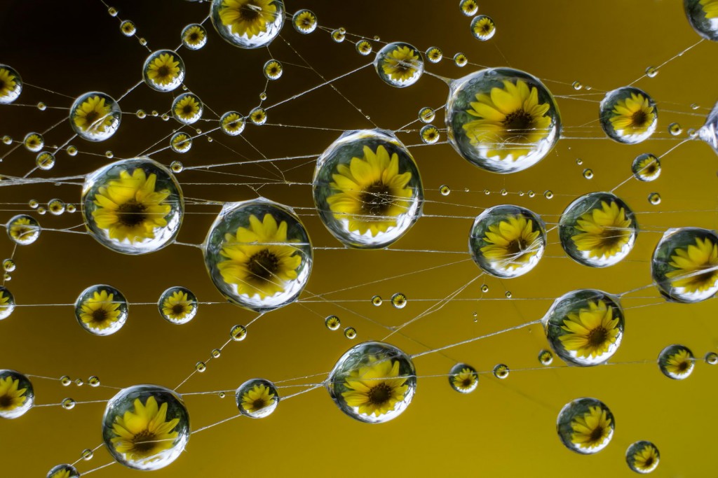 Riflessi sospesi: gocce, fili e girasole in equilibrio cromatico