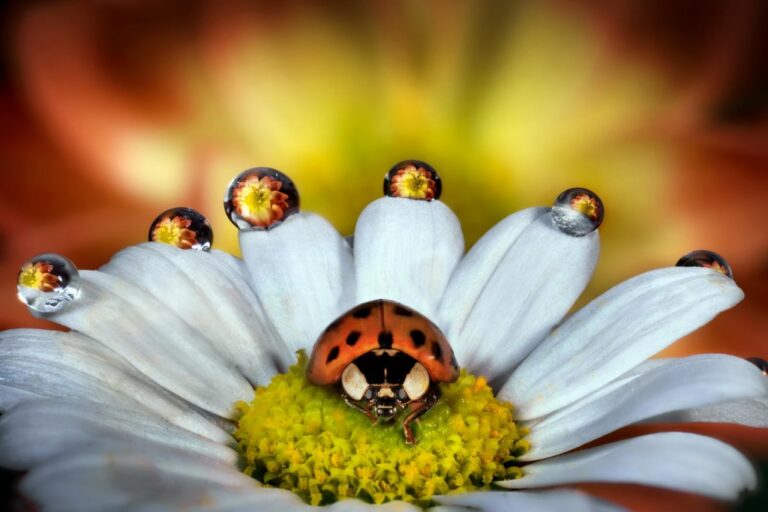 Vanità della coccinella: micro-mondo, luce morbida e gocce-lenti su petalo bianco