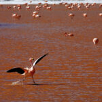 Flamingo in movimento: ritmo, luce e profondità tra ibis sullo sfondo