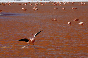 Flamingo in movimento: ritmo, luce e profondità tra ibis sullo sfondo