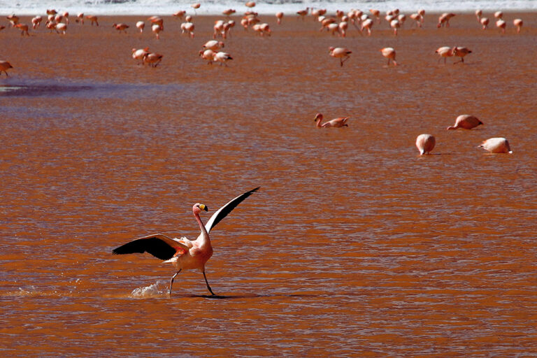 Flamingo in movimento: ritmo, luce e profondità tra ibis sullo sfondo