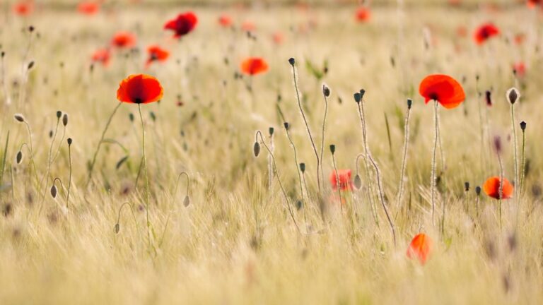Grano e papaveri: biodiversità e luce calda in campagna bolognese