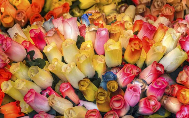 Esplosione cromatica di rose: tessuto di colori pastello e luce morbida