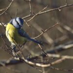 Cinciallegra tra i rami: equilibrio tra giallo vivace e blu-grigio del piumaggio