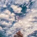 Albero della Vita: respiro tra cielo mosso e tronco ancoraggio nel paesaggio Abruzzo