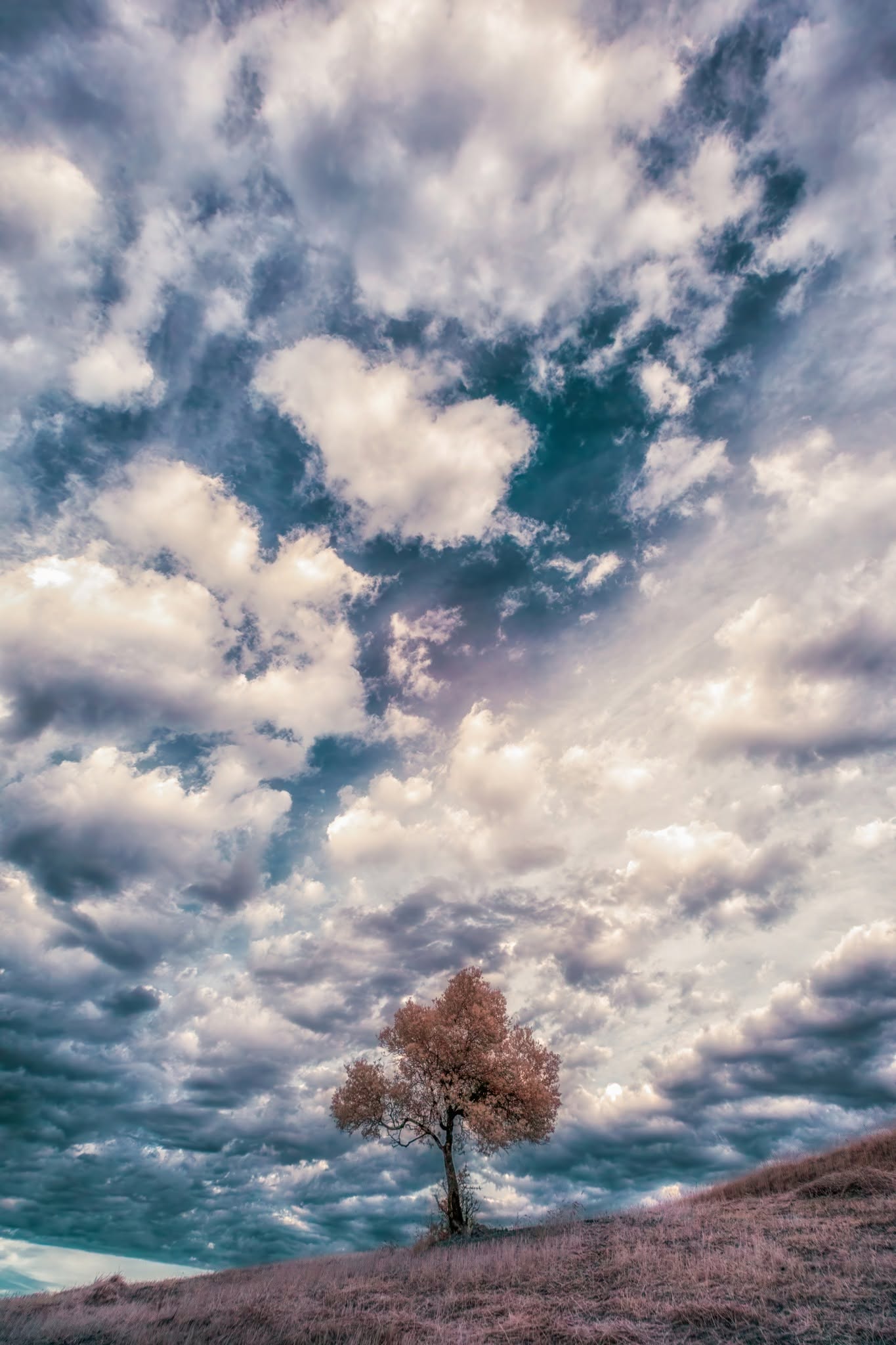 Albero della Vita: respiro tra cielo mosso e tronco ancoraggio nel paesaggio Abruzzo